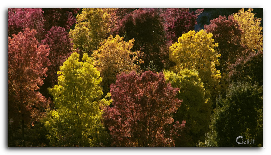 Bosco con foglie autunnali colorate e vento che le accarezza 
